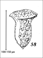 Figure of Tintinnopsis eucaudata from Kofoid & Campbell 1929 