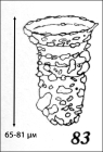 Figure of Tintinnopsis everta from the original description in Kofoid & Campbell 1929