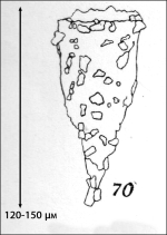 Figure from the description of Tintinnopsis fennica in Kofoid & Campbell 1929