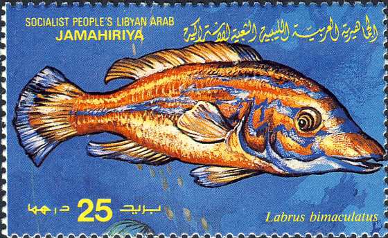 Labrus bimaculatus Labrus bimaculatus