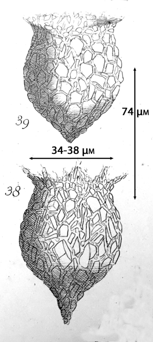Figures from the original description of Tintinnopsis fimbriata in Meunier 1919