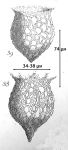 Figures from the original description of Tintinnopsis fimbriata in Meunier 1919