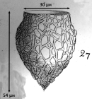 Figure from the original description of Tintinnopsis turbo in Meunier 1919