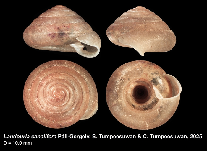 Holotype of Landouria canalifera Páll-Gergely, S. Tumpeesuwan &amp; C. Tumpeesuwan, 2025