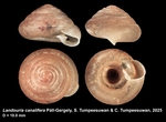 Holotype of Landouria canalifera Páll-Gergely, S. Tumpeesuwan & C. Tumpeesuwan, 2025