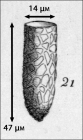 Figure from the original description of Tintinnopsis fistularis in Meunier 1919