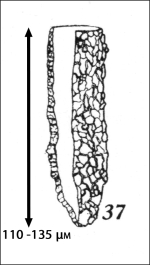 Figure from the description of Tintinnopsis gracilus in Kofoid & Campbell 1929