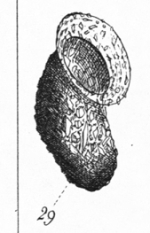 Meunier's figure 