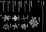 Galaxia gaviotensis spicules