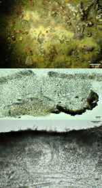 Galaxia gaviotensis holotype