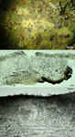 Galaxia gaviotensis holotype