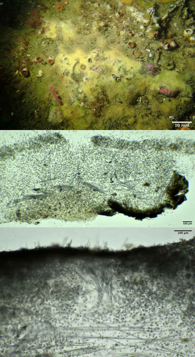 Galaxia gaviotensis holotype
