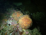 Tethya californiana