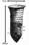Figure of Tintinnopsis major from Meunier 1910