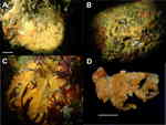 Tethytimea authia live specimens