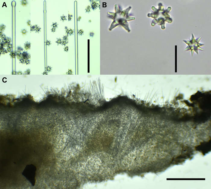 Microscopic features of T. authia