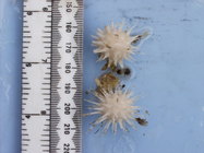 Field photo of type specimens