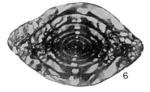 Fusulinella iowensis var. leyi Thompson, 1945