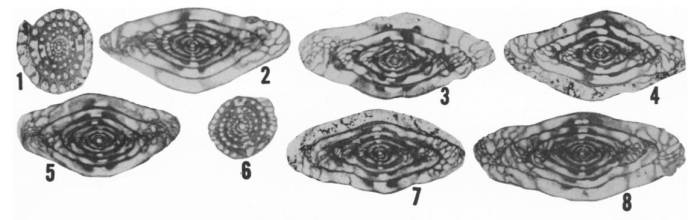 Fusulinella whitensis Ross &amp; Sabins, 1965