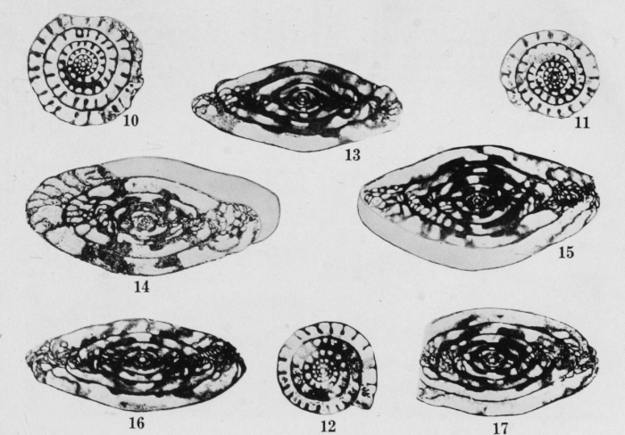 Profusulinella apodacensis Thompson, 1948