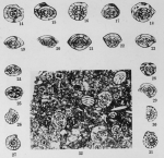 Profusulinella copiosa Thompson, 1948