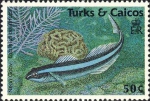 Elacatinus oceanops