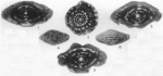 Fusulinella fittsi Thompson, 1935
