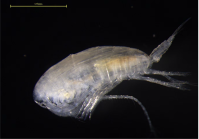 Calanus sinicus lateral view