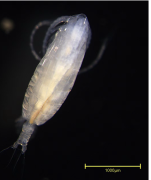 Calanus sinicus dorsal view