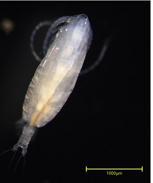 Calanus sinicus dorsal view