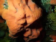 Dragmacidon mexicanum In situ photo