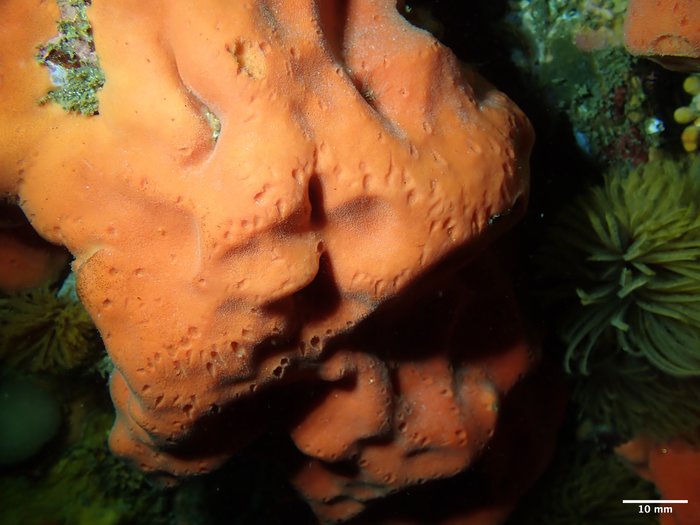 Dragmacidon mexicanum In situ photo