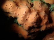 Dragmacidon mexicanum In situ photo
