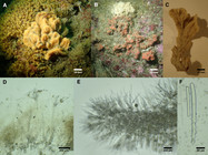 Endectyon hyle in California