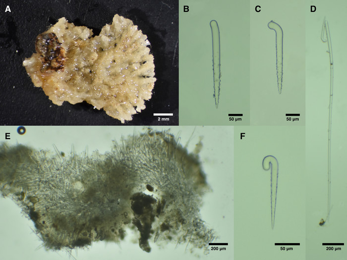 Raspailia (Raspaxilla) hymani from California