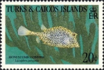 Tetraodontiformes