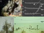 Aulospongus viridans