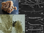 Aulospongus lajollaensis