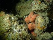 Cyamon neon SBMNH 693103 in situ