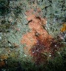 Cyamon neon UCSB-IZC00041053 in situ