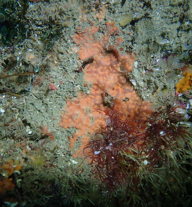 Cyamon neon UCSB-IZC00041053 in situ