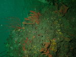 Trikentrion helium in situ  from California