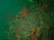 Trikentrion helium in situ  from California