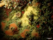 Halicnemia litorea Holotype in situ