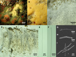 Halicnemia litorea