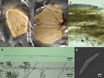 Halicnemia montereyensis