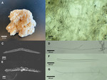 Halicnemia weltoni