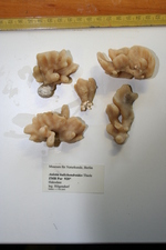 Auletta halichondroides
