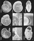 Anomalina ariminensis d'Orbigny in Fornasini, 1902