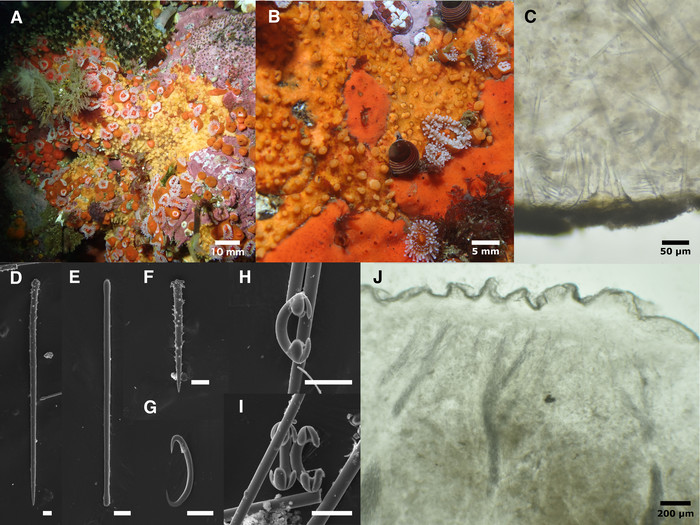Hymedesmia (Hymedesmia) promina
